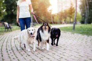 set up a dog walking service