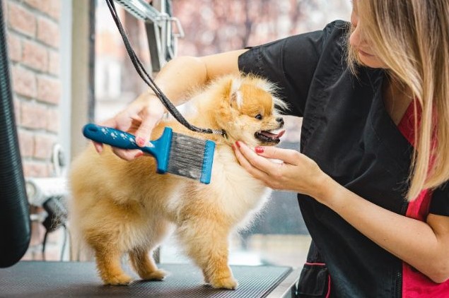 start a mobile pet grooming business