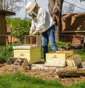 starting a beekeeping side hustle