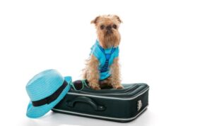 launch a pet boarding service