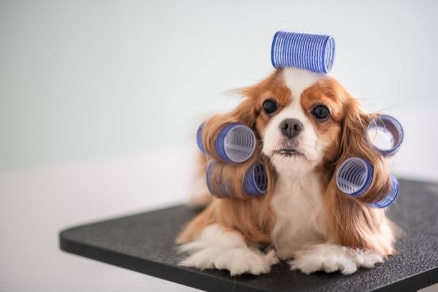 start a pet grooming service