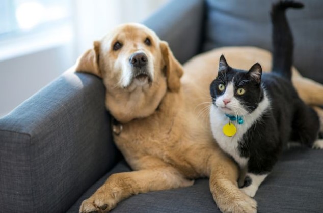 launch a pet sitting service